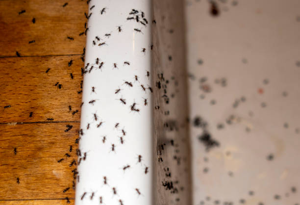 Best Wasp Removal Services  in Portsmouth, VA